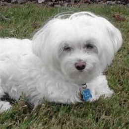 Fern - Maltese