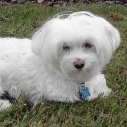 Fern - Maltese