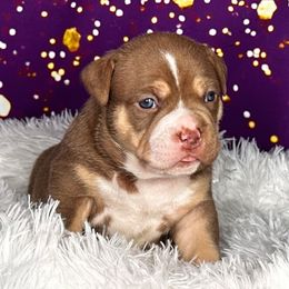 Charlotte - Chocolate tri-color female American Bully puppy in Nashville, Tennessee from SimplyBullies