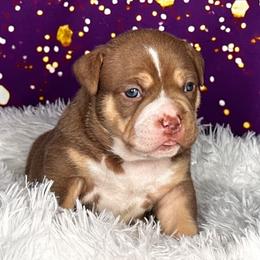 Charlotte - Chocolate tri-color female American Bully puppy in Nashville, Tennessee from SimplyBullies
