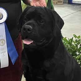Cobalt - Labrador Retriever