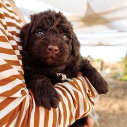 Ridge - Brown and white male Aussiedoodle puppy in Saratoga Springs, Utah from Sage & Paws Puppy co.