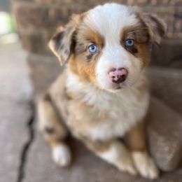 Australian Shepherd and Miniature Australian Shepherd Puppies from Wiggle Creek Aussies