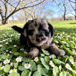 Carl - Blue merle male Aussiedoodle puppy in Sparta, Missouri from Sis' Doodles & Poodles