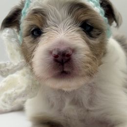 IRIS - Blue merle female Toy Shetland Sheepdog puppy in Livonia, Michigan from M7’s Shelties, Toonies & AussieDoodles