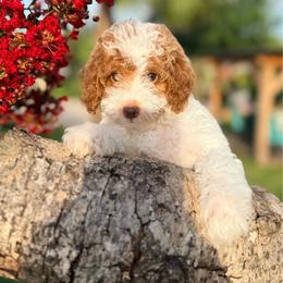 Ella - Parti female Goldendoodle puppy in Cocoa, Florida from The Beach Doodles
