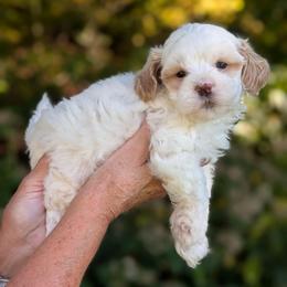 Screech - Gold and white male Shihpoo puppy in Coshocton, Ohio from Forever Family Puppies