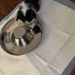 Pembroke Welsh Corgi Puppies from C2Corgis