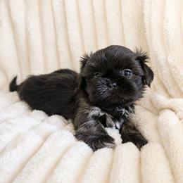Stetson - Brindle male Shih Tzu puppy in Smithville, Georgia from The Luckie Puppy