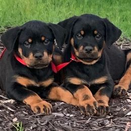 Rottweilers from Von Hause Araya Kennels