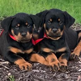 Rottweilers from Von Hause Araya Kennels