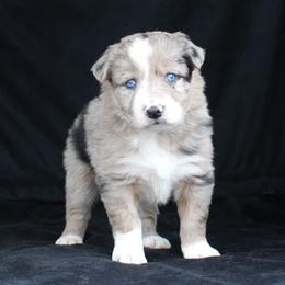 Border Collie Puppies from C Bar C Ranch Border Collies
