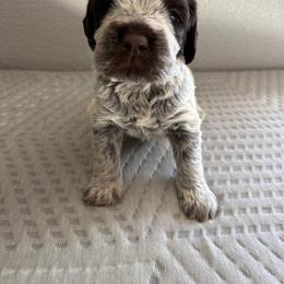 Boy 5 - Brown and gray male Wirehaired Pointing Griffon puppy in Jerome, Idaho from Double R Griffons