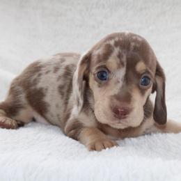 Dorothy - Dapple female Dachshund puppy in Fairfax, Iowa from Grayson’s Lovable Dachshunds