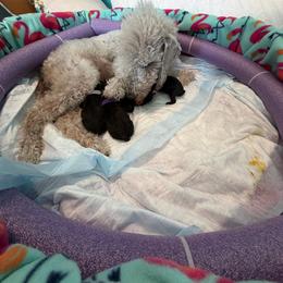 Green - Blue male Bedlington Terrier puppy in San Jose, California from Barbos Heart