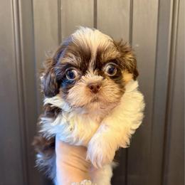 Horatio - Liver and white male Shih Tzu puppy in Stroud, Oklahoma from Laik’s Little Shihtz & Poms