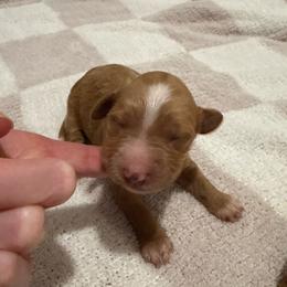 Girl 4 - Red  female Goldendoodle puppy in Ridgewood, New Jersey from Jessie’s Doodles