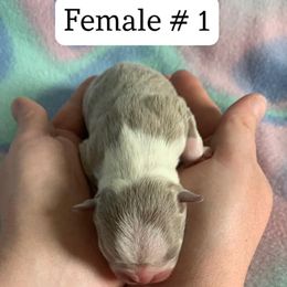 Boston Terrier Puppies from Heather's Boston Babies