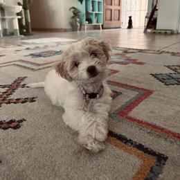 Maltipoo All Grown Up from Tiffany Akins
