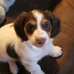 Spot - Piebald male Dachshund puppy in Wichita, Kansas from Lauren's Dachshunds
