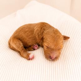 Mary - Red female Cavapoo puppy in Ephrata, Washington from Mustard Seed Cava Co.