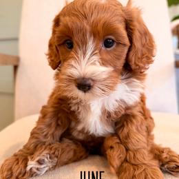 June - Red  female Goldendoodle puppy in Glendale, Arizona from Follow Your Bliss Doodles