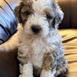 Girl 1 (merle) - Merle female Bernedoodle puppy in Grandview, Texas from Big Sky Bernedoodles