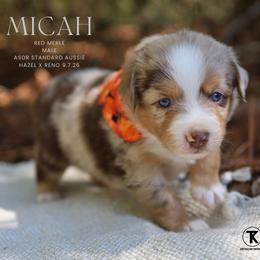 Micah- Red Merle Male - Red merle male Australian Shepherd puppy in Nacogdoches, Texas from TK Standard, Mini, & Toy Aussies