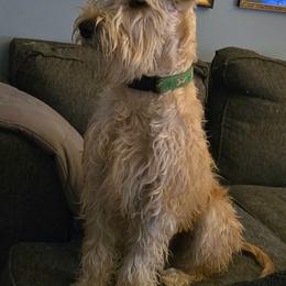 Tréan - Soft Coated Wheaten Terrier