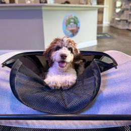 Mocha - In Training - Brown and white male Bernedoodle puppy in Youngstown, Florida from Wonderland’s Boujie Kennels