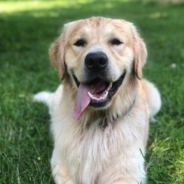 Golden Retrievers from Sovereignty Grace Goldens