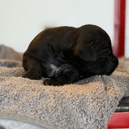 Aviator - Black male Great Dane puppy in Reno, Nevada from Good Dog Danes