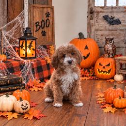 Destiny - Red  female Goldendoodle puppy in Roseburg, Oregon from Dbos Furry Friends