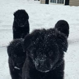 Simon - Black male German Shepherd puppy in White Cloud, Michigan from Von WestLynn German Shepherds