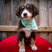 Border Collie, Golden Retriever, and Sporty Mix Puppies from Turbo Border Collies & Coltrievers