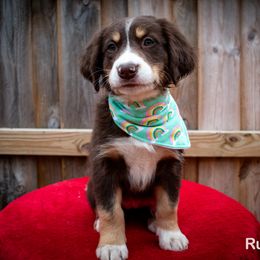 Border Collie, Golden Retriever, and Sporty Mix Puppies from Turbo Border Collies & Coltrievers