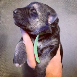 German Shepherd and White Shepherd Puppies from Scenic Creek German Shepherds