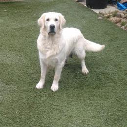 Winter - Golden Retriever