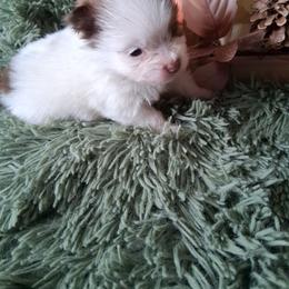 ECHO - White male Pomeranian puppy in Gaffney, South Carolina from Battlefield Kennels