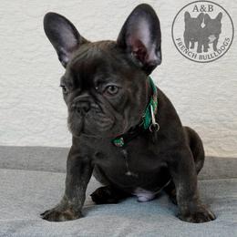 Sirko - Blue male French Bulldog puppy in Schaumburg, Illinois from A & B French Bulldogs