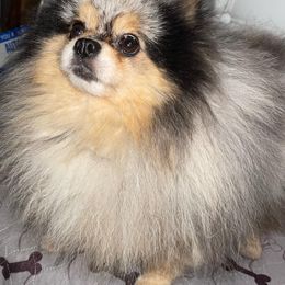 Pomeranian All Grown Up from My heavenly poms
