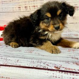 Candy tri female - Black tri female Miniature Australian Shepherd puppy in Lemon Cove, California from Magic Ranch Mini Aussies