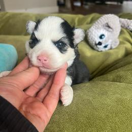Boot - Black and white female Pomsky puppy in Rathdrum, Idaho from Smart Pomskies and Frenchies