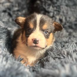 EP 4 - Black and tan male Pembroke Welsh Corgi puppy in Stockton, Iowa from Infinity Corgis