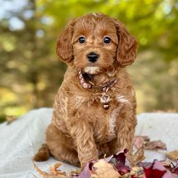 Brown - Red  male Goldendoodle puppy in Hesperia, Michigan from Red Acres Poodles & Doodles