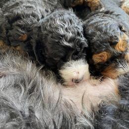 Bernedoodle Puppies from Better Day Bernedoodles