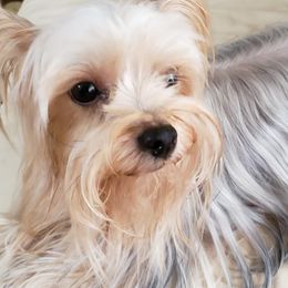 Yorkshire Terriers from Yorkies of Hibiscus Walk