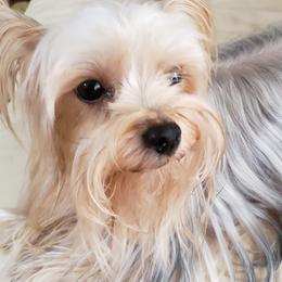 Yorkshire Terriers from Yorkies of Hibiscus Walk