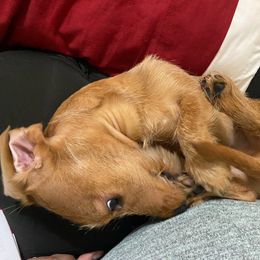 Dachshund Puppies from MNE Miniature Dachshunds