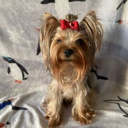 Flint - Yorkshire Terrier